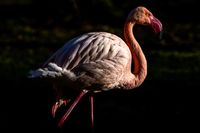 LR Flamingo-A9_05225