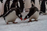 LR Pinguine-03338